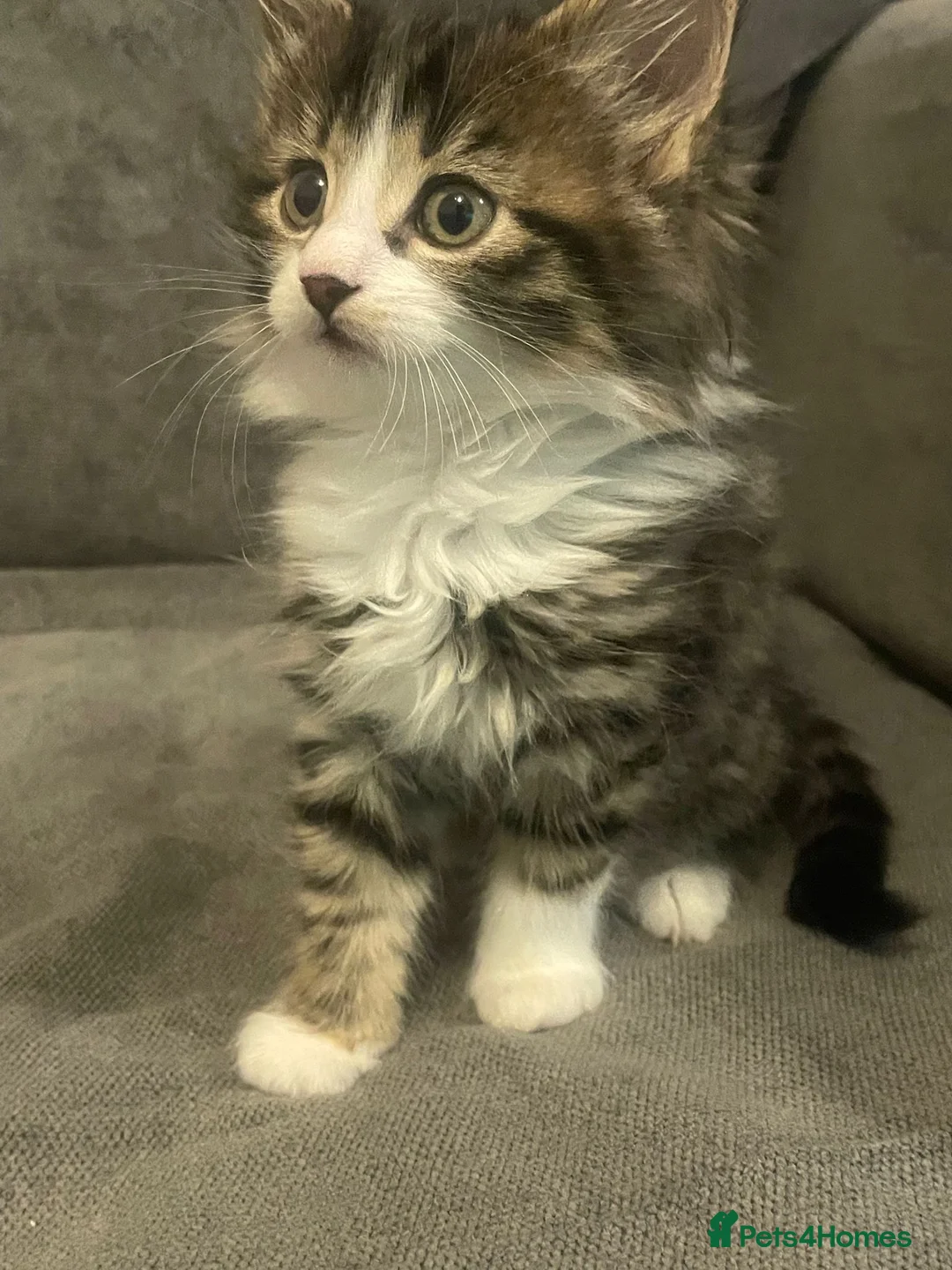 Mixed Breed cats for sale: 5 cute kittens for sale  - Advert 2