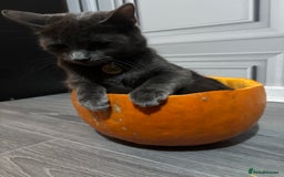 Domestic Shorthair cats for sale: Aurora blue domestic short hair  - Image 2