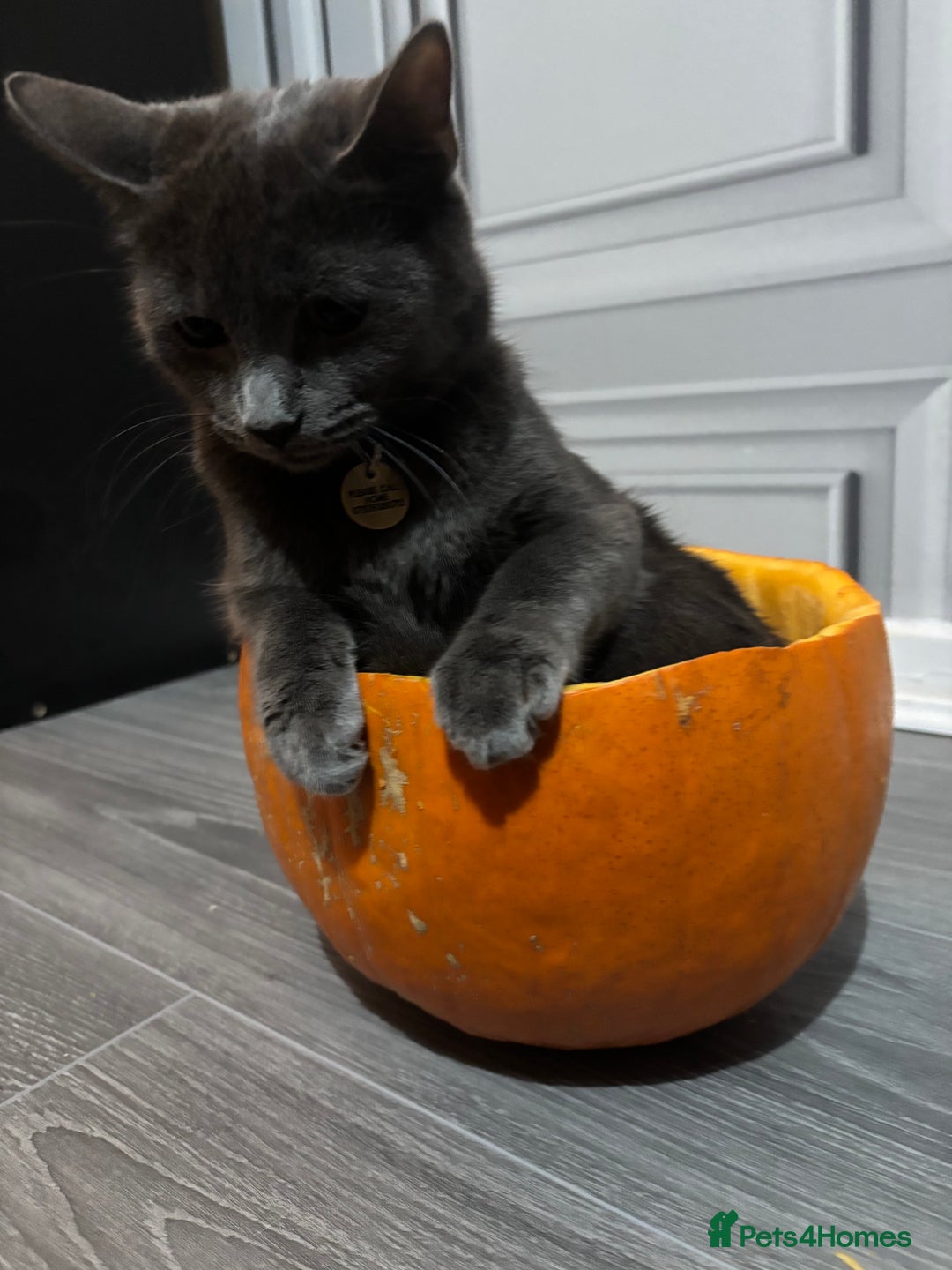 Domestic Shorthair cats for sale: Aurora blue domestic short hair  - Image 2