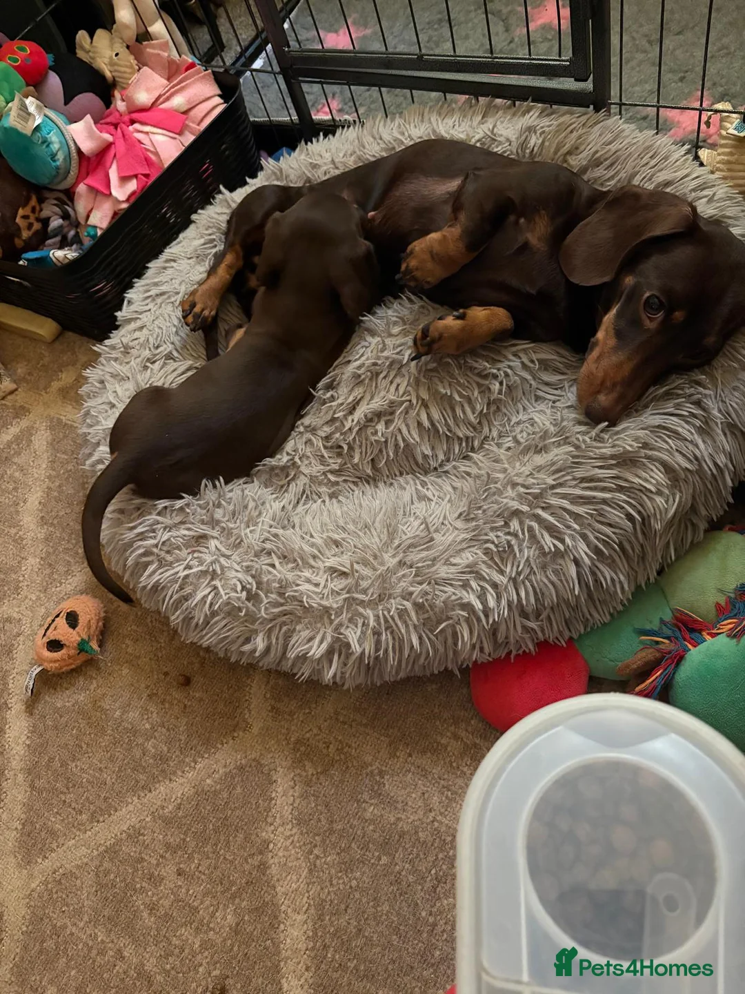 Miniature Dachshund dogs for sale: Mini dachshund male in Torquay - Advert 5