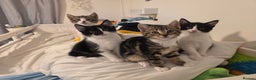 Mixed Breed cats for sale: 3 boys and 1 girl ready for new homes.  - Advert 1