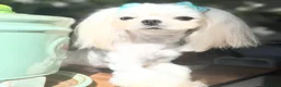 Maltese dogs for sale: Purebred Tiny Maltese Female Puppy Available Soon - Advert 3
