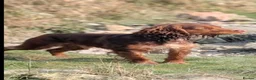 Cocker Spaniel dogs for stud: 🐾 WORKING COCKER SPANIEL – STUD  - Advert 3