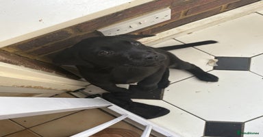 Labrador Retriever dogs - Advert 2