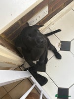 Labrador Retriever dogs - Advert 7
