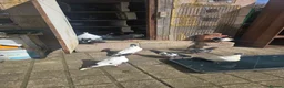 Pigeons birds for sale: Afghani pigeons for sale  - Advert 2