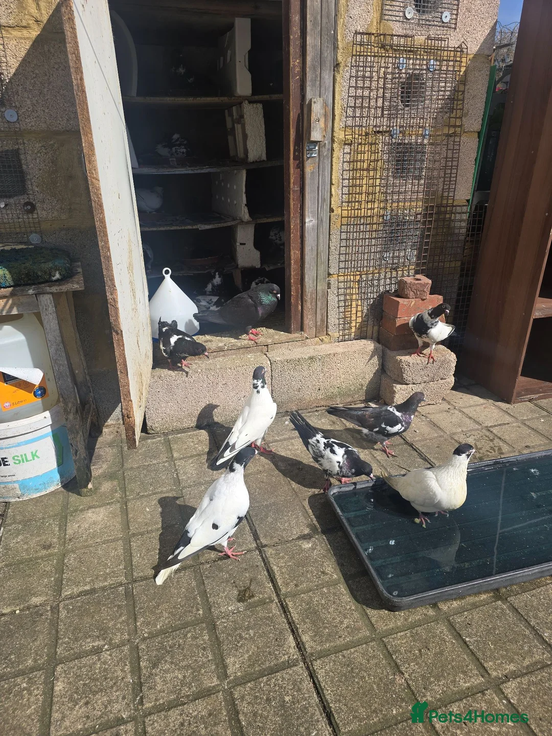 Pigeons birds for sale: Afghani pigeons for sale  - Advert 2