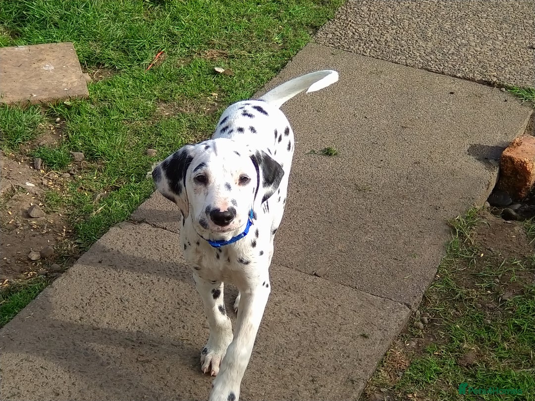 Dalmatian dogs for sale: KC REG Dalmatian pups - Image 10