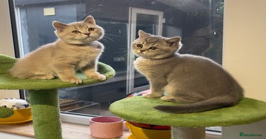British Shorthair cats - Advert 8