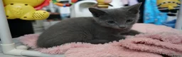 Russian Blue cats for sale: Gorgeous GCCF Russian Blue kittens - Advert 8