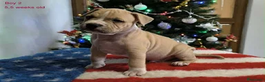 Staffordshire Bull Terrier Puppy 4