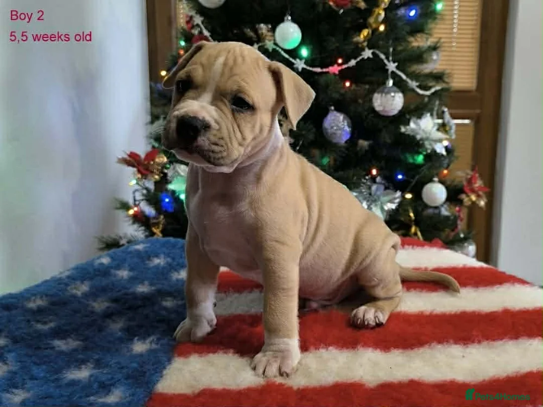 Staffordshire Bull Terrier dogs for sale: ❤️ beautiful Staffordshire puppies 🐶 - Advert 4