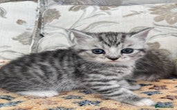 Exotic cats for sale: Exotic x kittens - Image 2