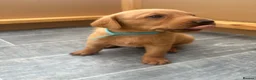 Labrador Retriever dogs for sale: Stunning Fox Red Working Labrador Retriever  in Bolton - Advert 24
