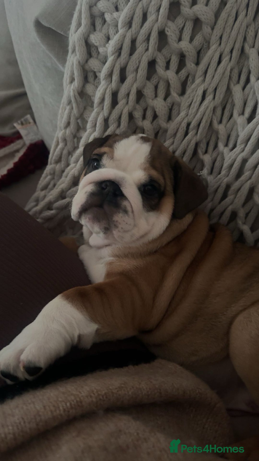 English Bulldog dogs for sale: English Bulldog Puppies🩵🩷 - Advert 14
