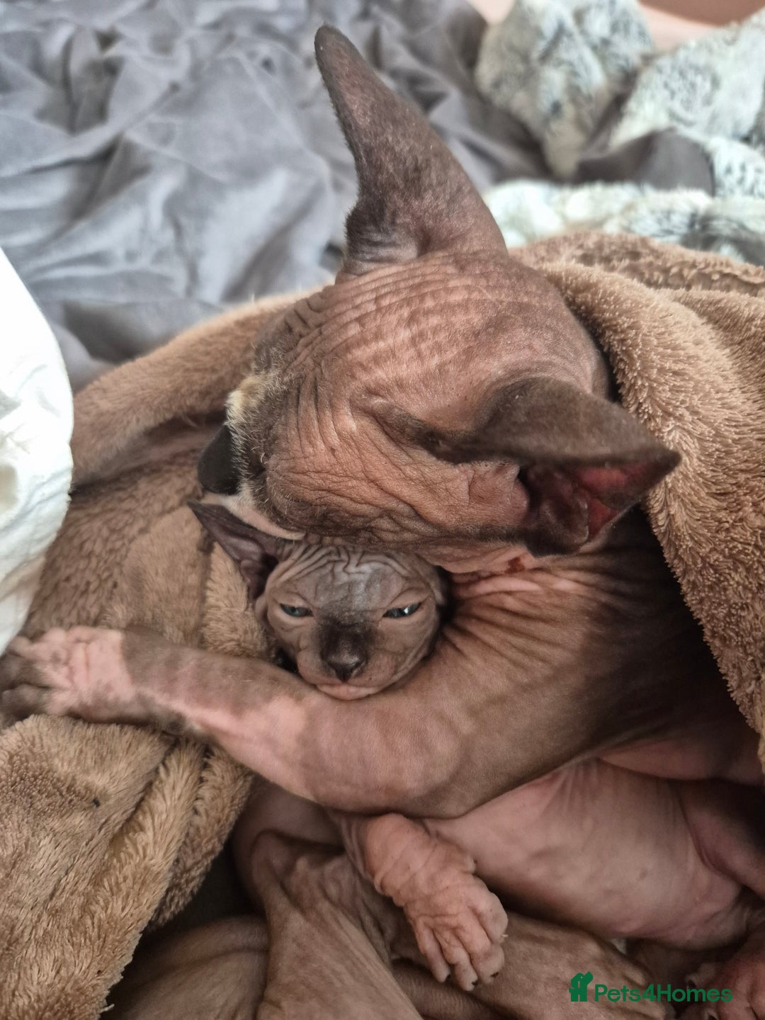 Sphynx cats for sale: Blue eyes short legged babies ! Seal mink - Image 4