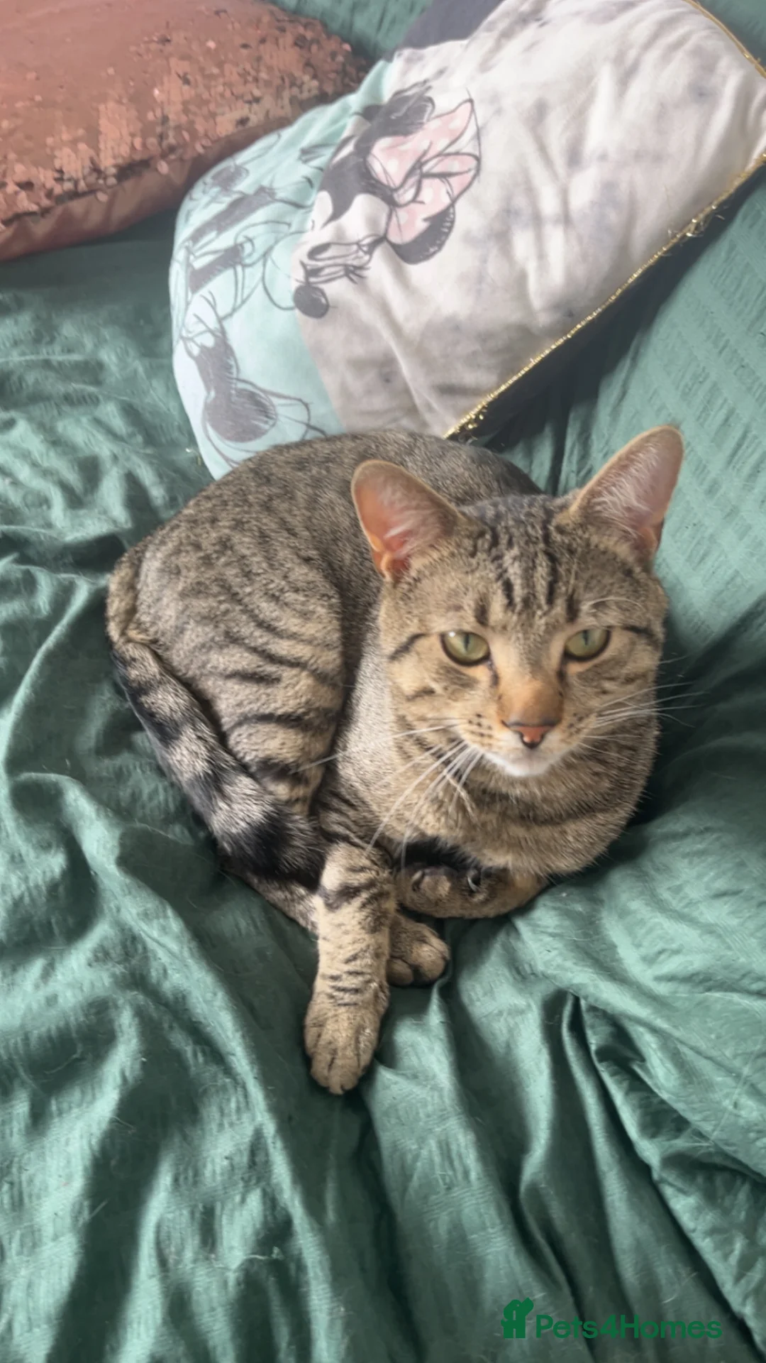 Mixed Breed cats for sale: Oscar in Trimdon Station - Advert 2