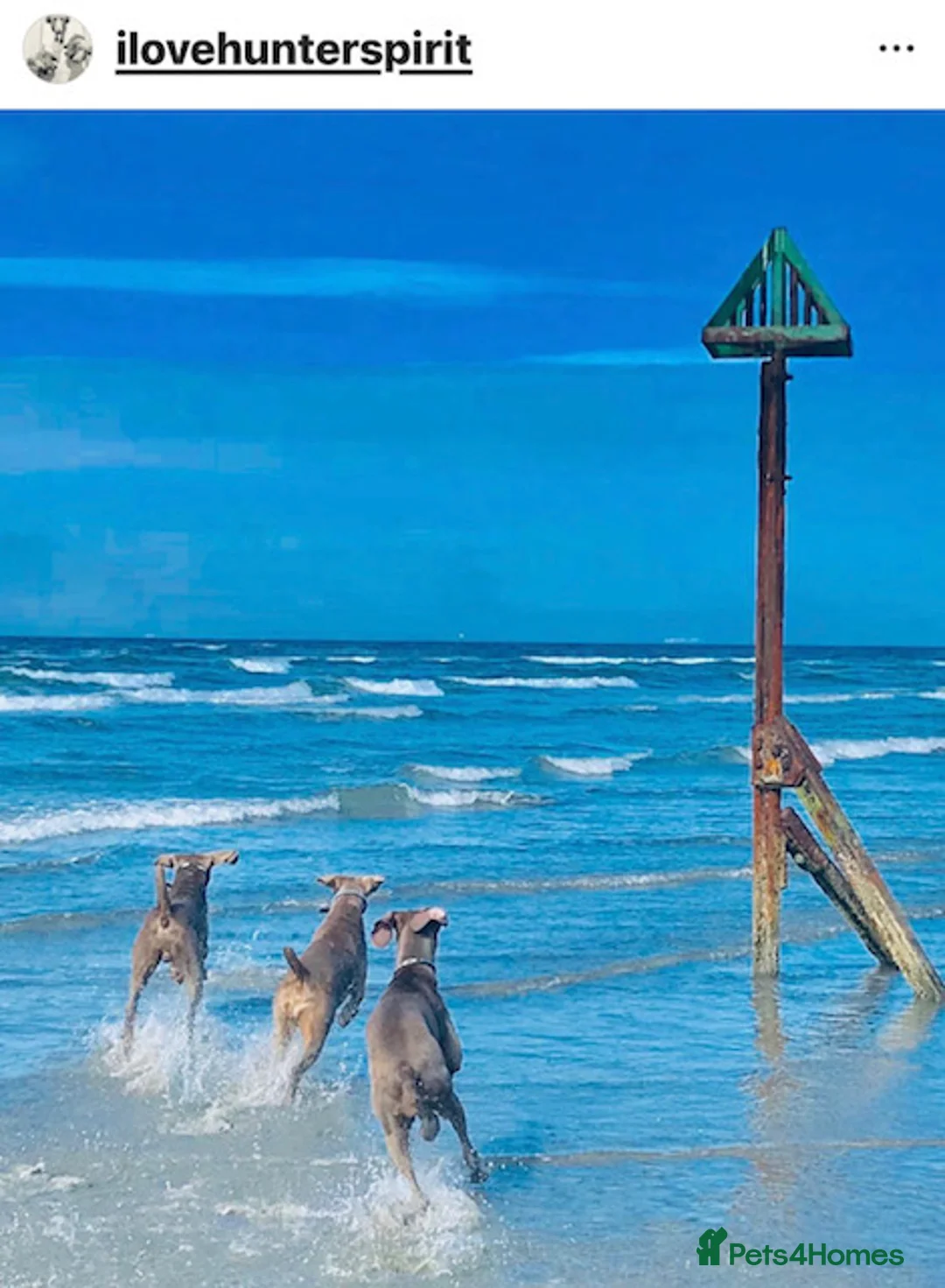 Weimaraner dogs for sale: HUNTER SPIRIT GUNDOGS - Advert 2