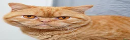 British Shorthair cats for sale: British shorthair  - Advert 3