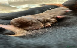 Miniature Dachshund dogs for sale: Dachshund puppies  - Image 5