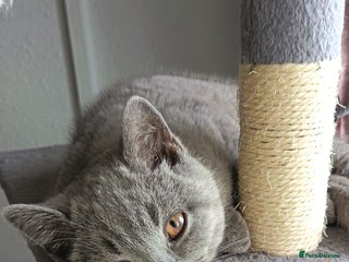 British Shorthair cats British shorthair kittens - Advert 5