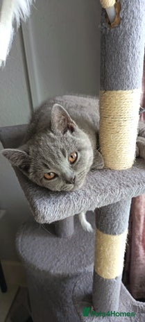 British Shorthair cats British shorthair kittens - Advert 13