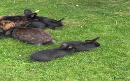 Mini Lion Lop rabbits for sale: 5 x baby x lops  - Image 6