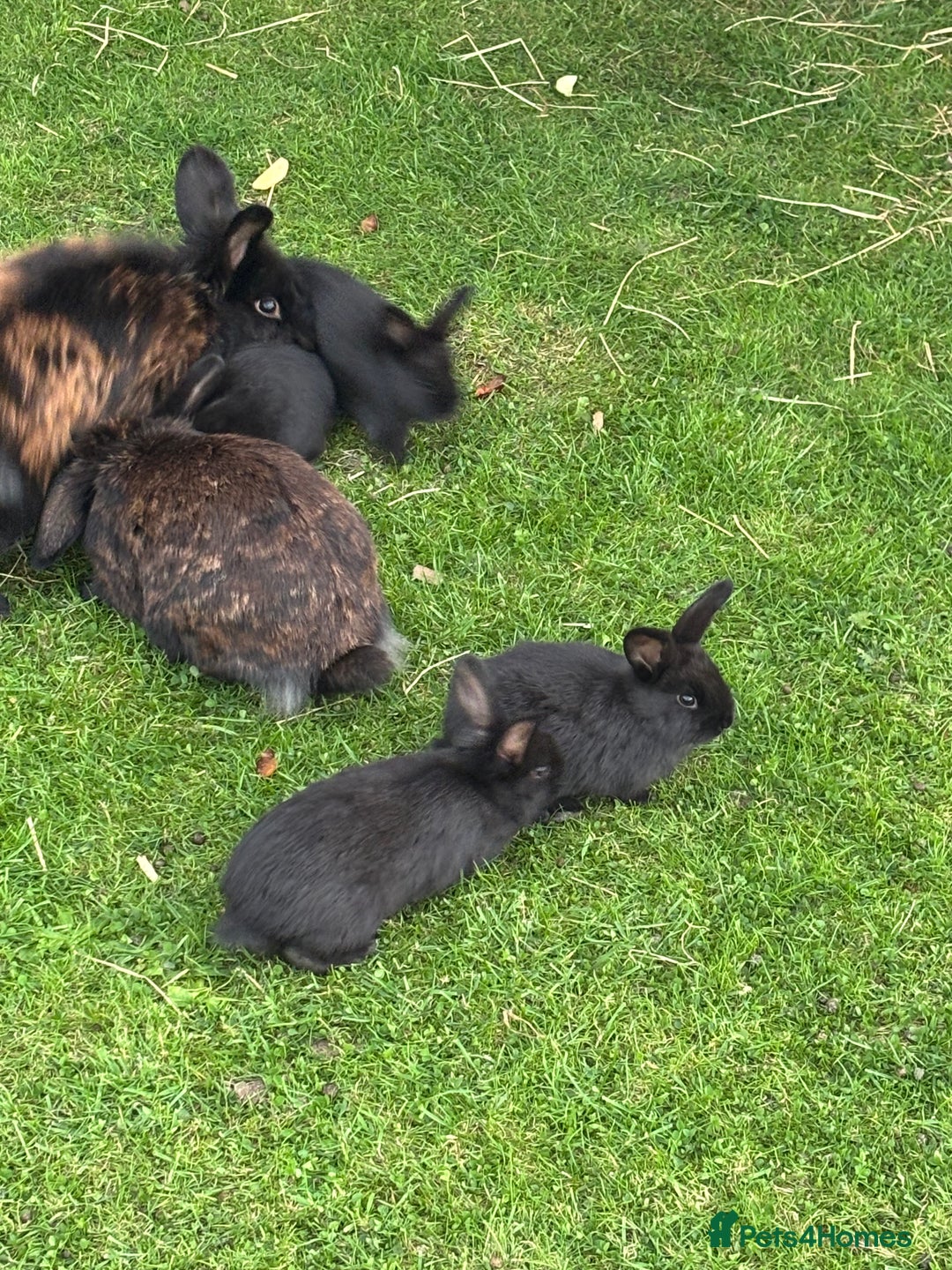 Mini Lion Lop rabbits for sale: 5 x baby x lops  - Image 6