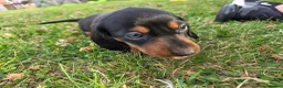 Miniature Dachshund dogs for sale: Miniature dachshund  - Advert 5