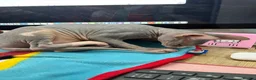 Sphynx cats for sale: Cleo is looking for a loving home  - Advert 3