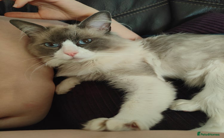 Ragdoll cats - Advert 15