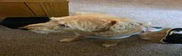 Mixed Breed dogs for sale: Sky for rehome - Advert 3
