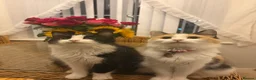 Mixed Breed cats for sale: Two beautiful female cats to be rehomed  - Advert 5