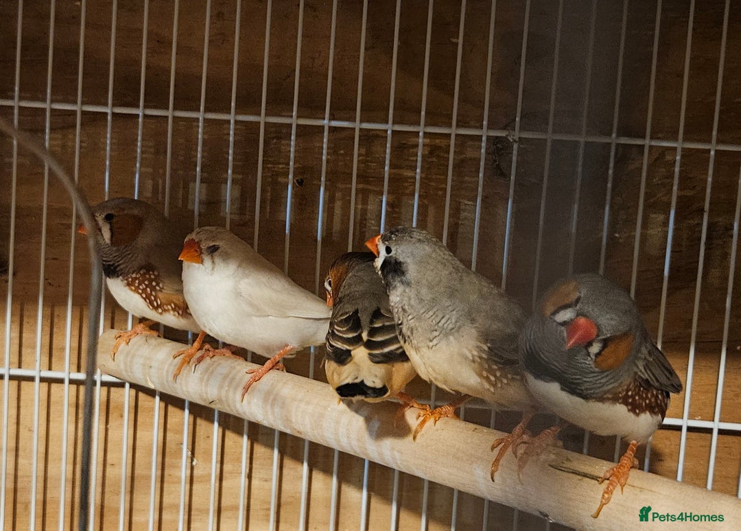 Finches birds for sale: Bengalese finches & Zebra Finches - Advert 10