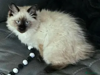 Ragdoll cats Due to timewasters 1 kitten available. . - Advert 5