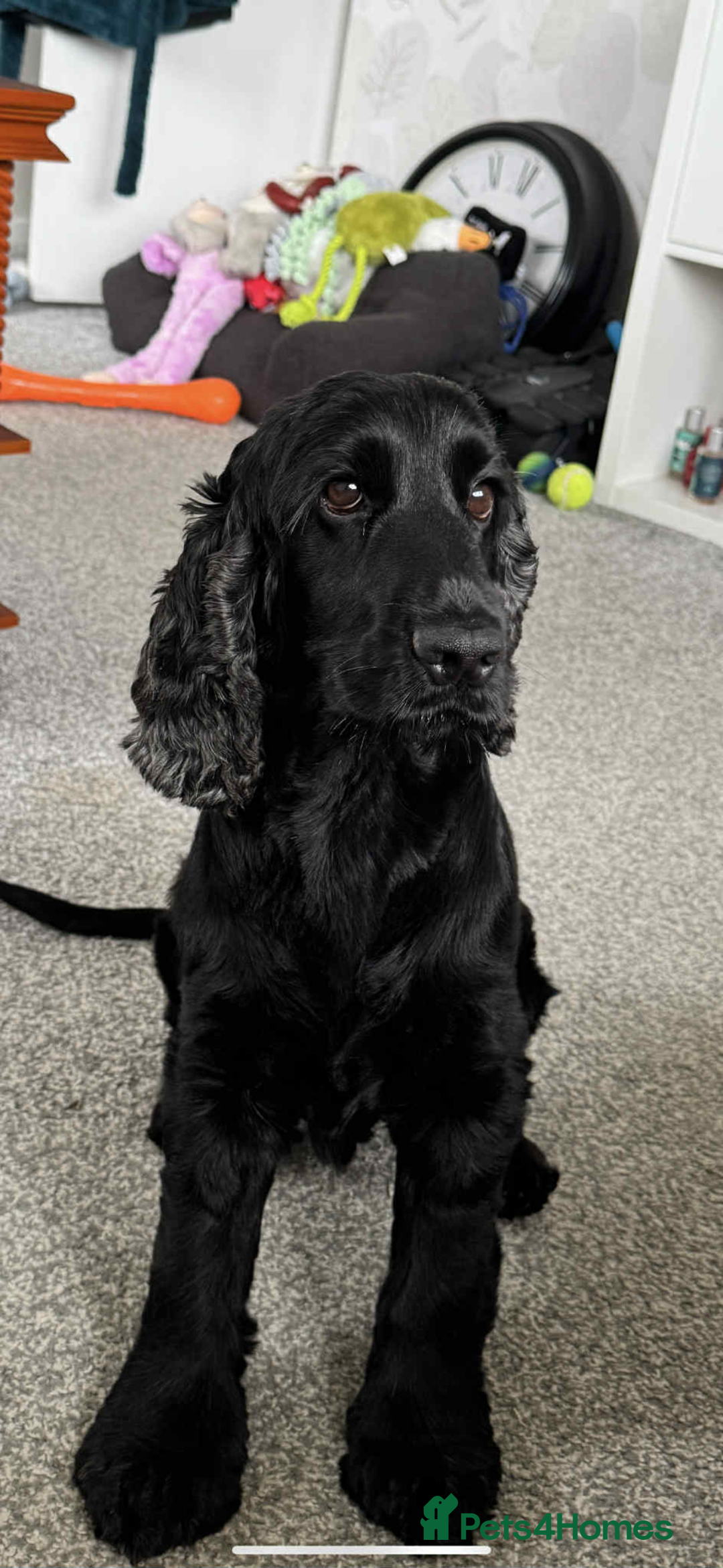 Cocker Spaniel dogs for stud: Dale  - Advert 3