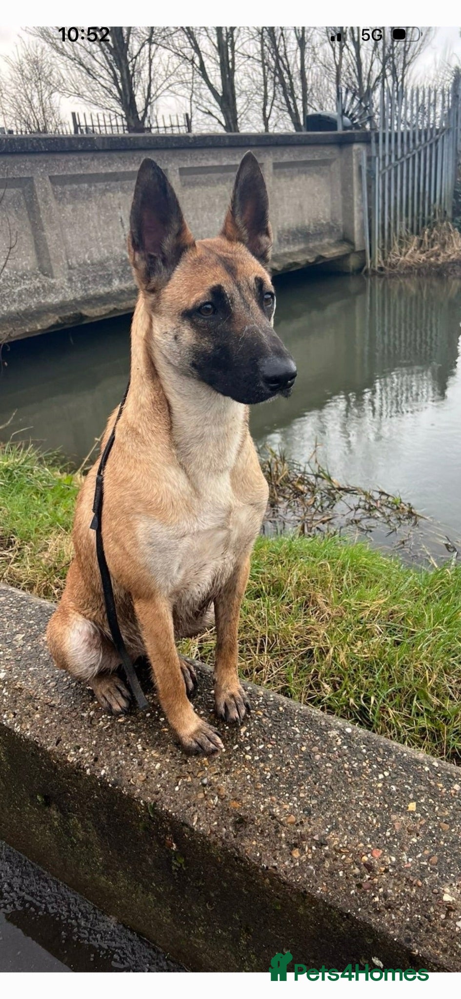 Belgian Shepherd Dog dogs Belgian Mali pup  - Advert 3