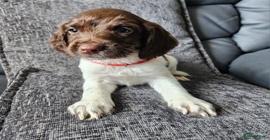 English Springer Spaniel dogs - Advert 4