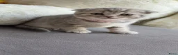 British Shorthair cats for sale: British Shorthair/ Scottish Fold Stunning Kittens - Advert 20