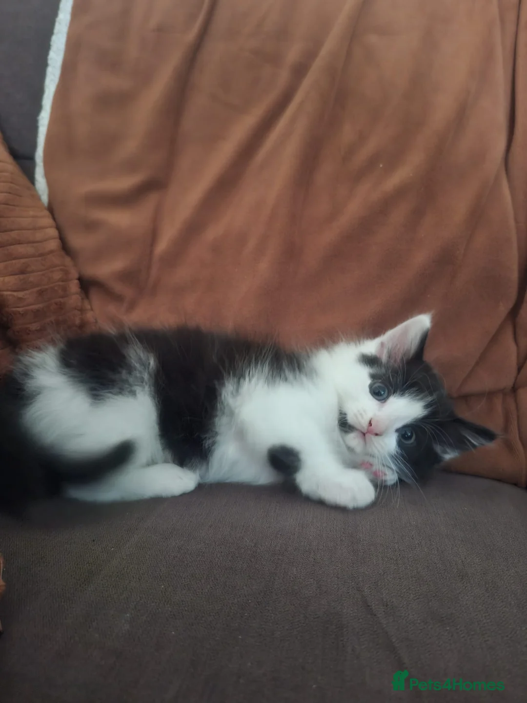 Mixed Breed cats for sale: Our last kitten - Advert 3