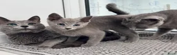 Russian Blue cats for sale: TICA active boy and girl Russian Blue kittens  - Advert 8