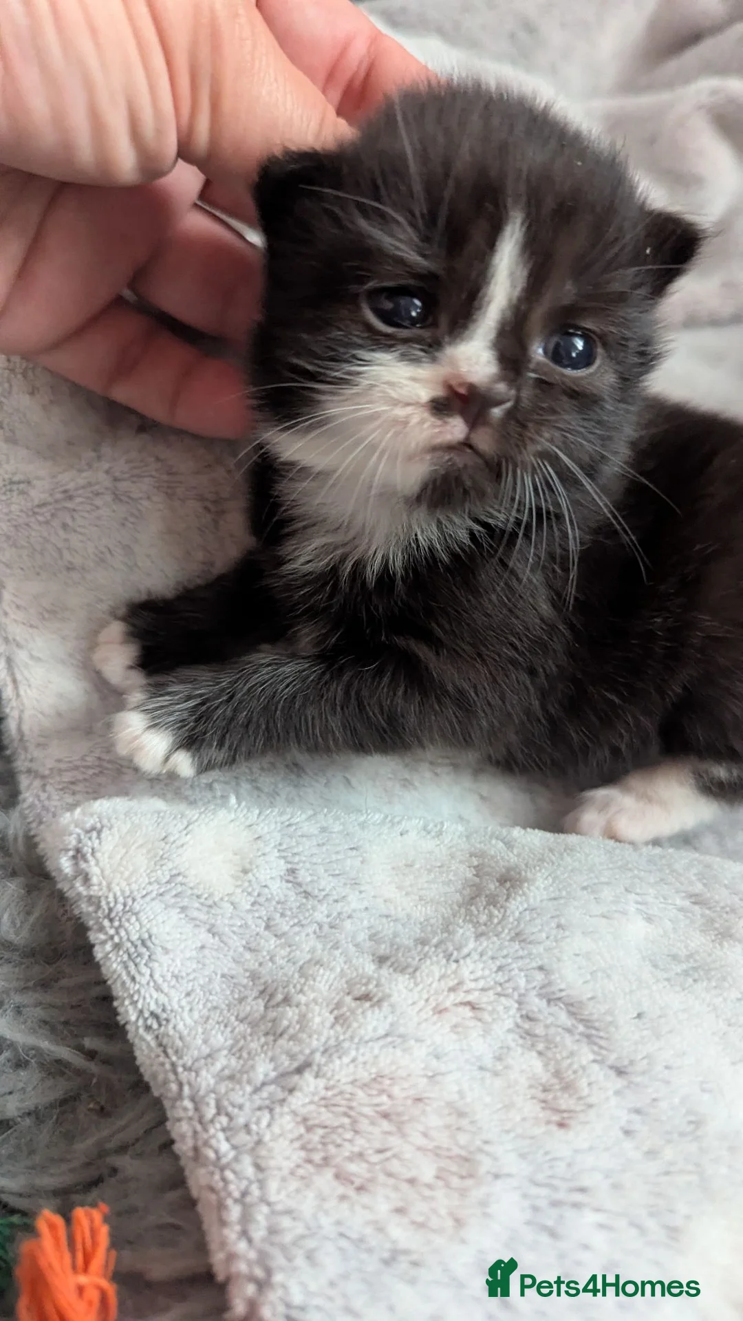 British Shorthair cats for sale: Three adorable kittens - Advert 6