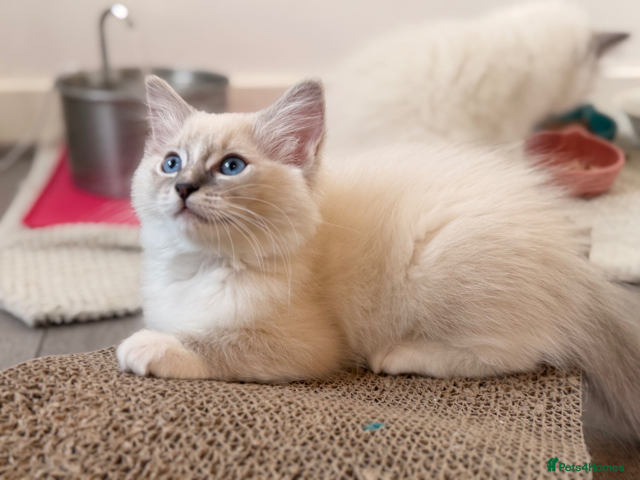 Ragdoll cats Beautiful Ragdoll Kittens 2 girls still available - Advert 1