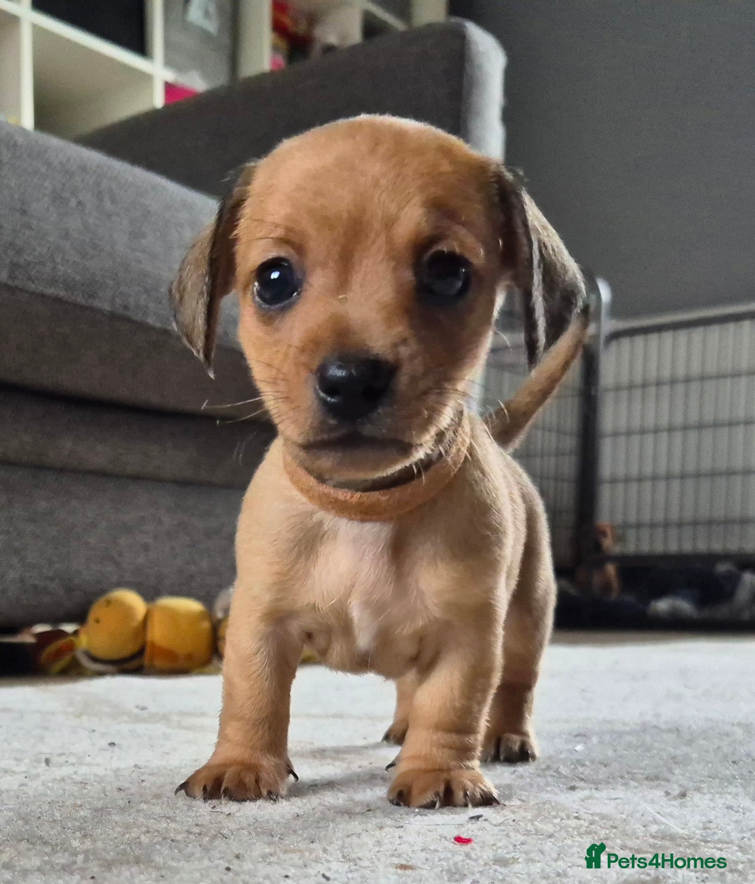 Chiweenie dogs 3 chiweenie puppies - Advert 10