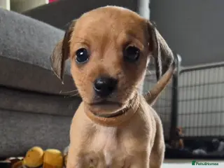 Chiweenie dogs 3 chiweenie puppies - Advert 10