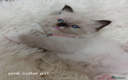 Ragdoll cats for sale: Adorable Ragdoll kittens - Image 13