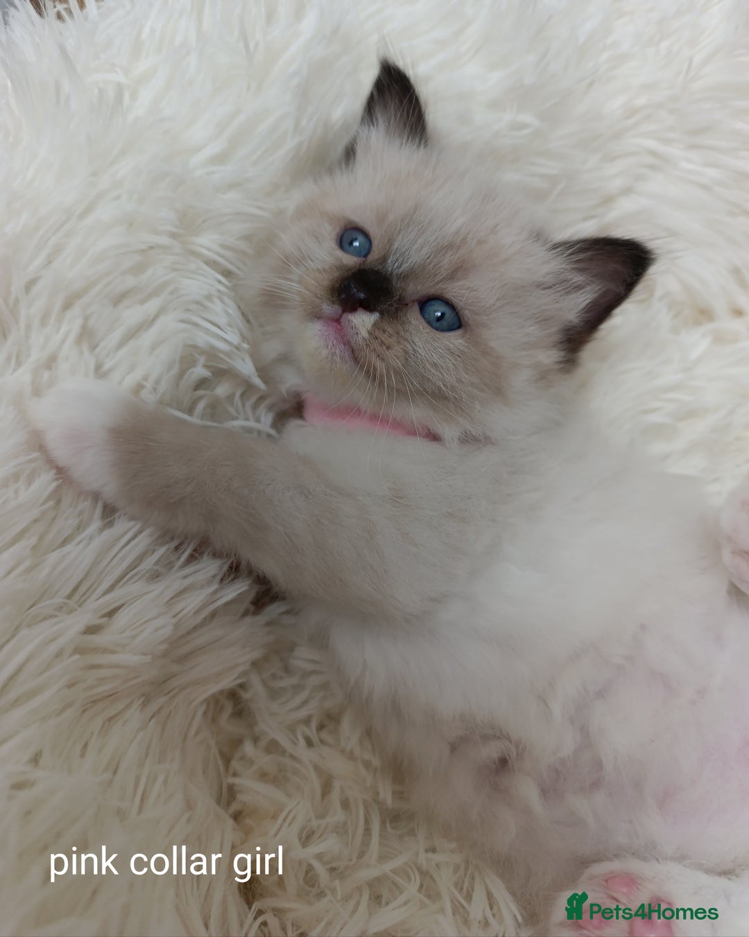 Ragdoll cats for sale: Adorable Ragdoll kittens - Image 13