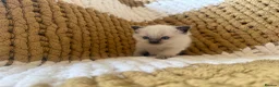 Ragdoll cats for sale: Blue and seal point ragdolls ❤️ - Advert 2