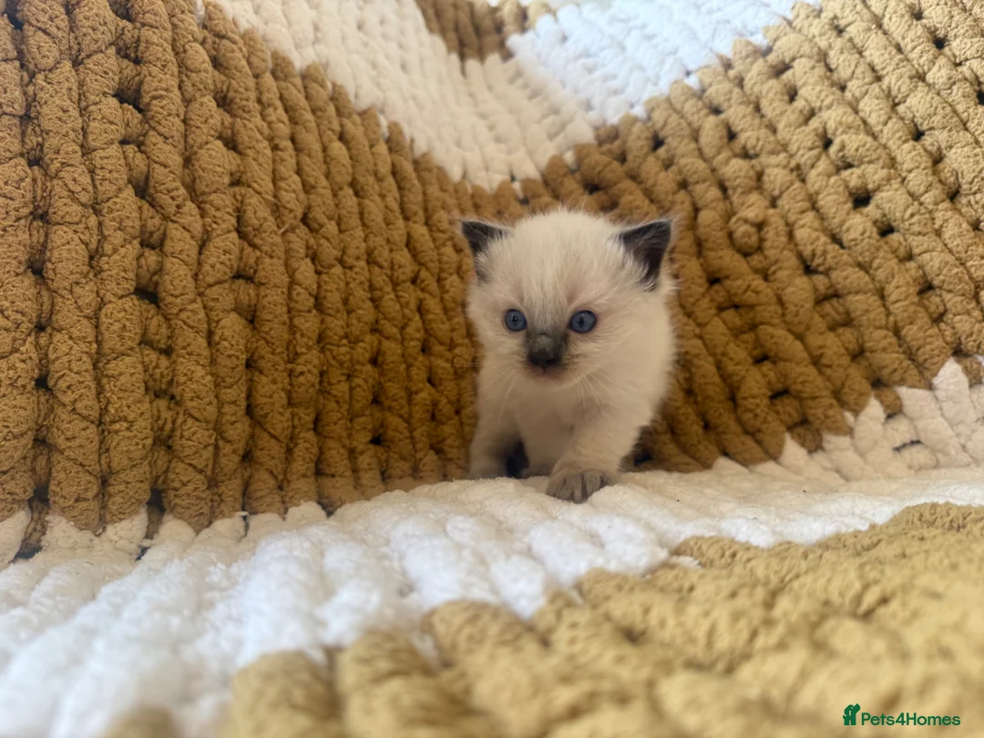 Ragdoll cats for sale: Blue and seal point ragdolls ❤️ - Advert 2
