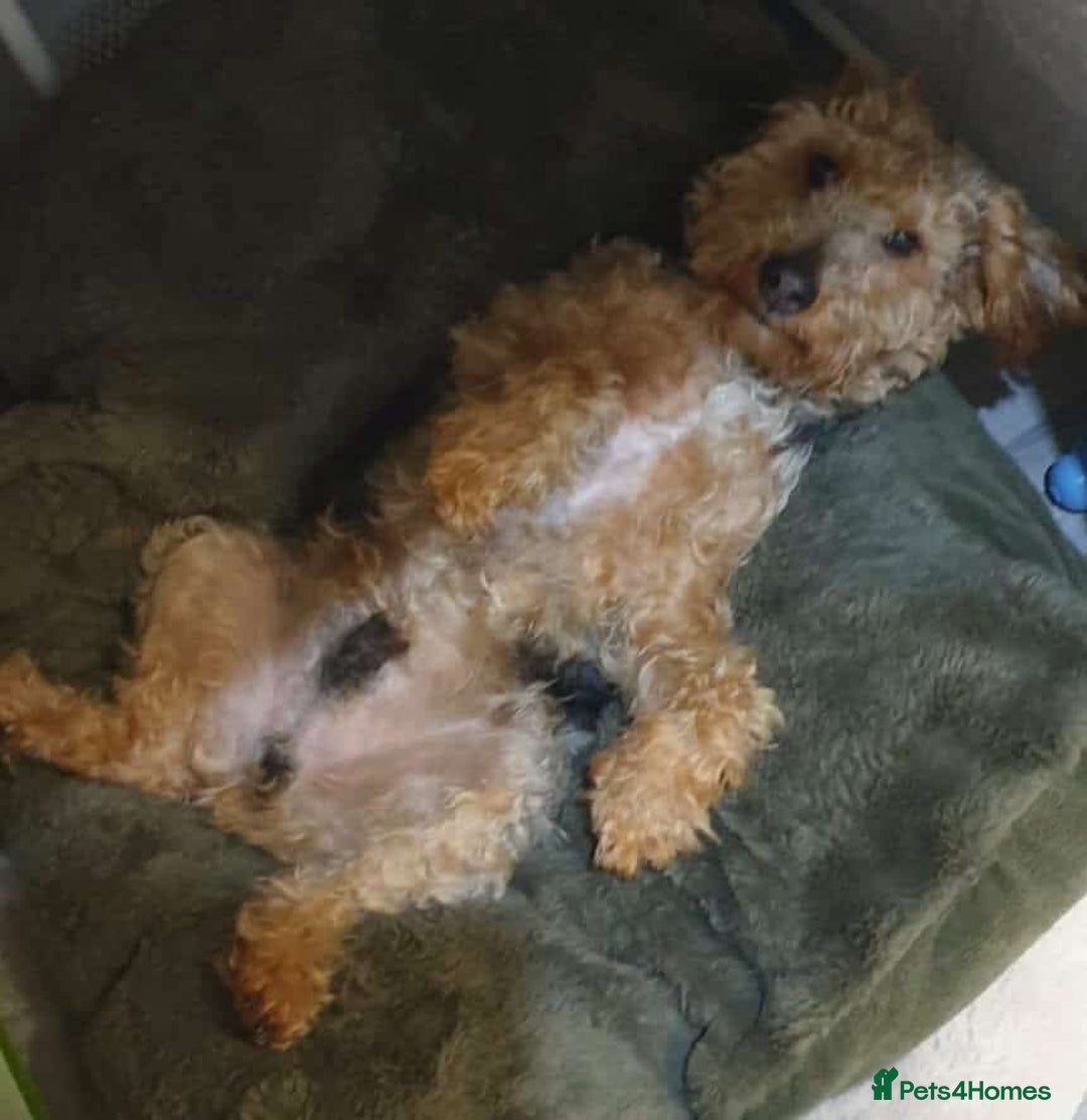 Welsh Terrier dogs for adoption: Sweet Charlie looking for LOVE - Image 4
